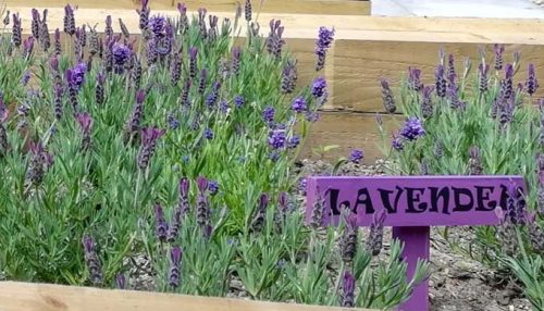 Lavender(1)