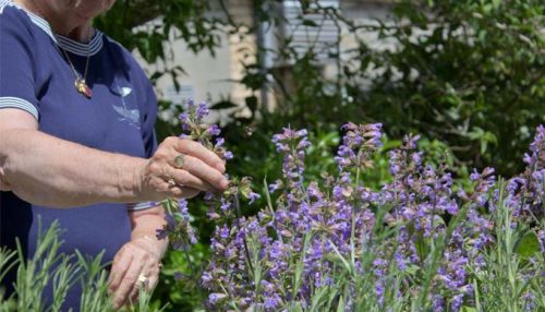PickingLavender