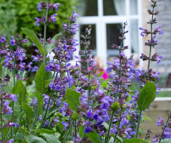 SensoryGardenParksideHouse